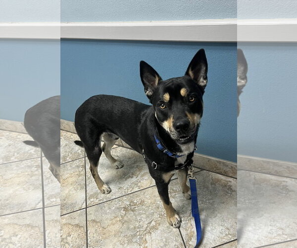 Medium Photo #4 Australian Kelpie Puppy For Sale in Fort Worth, TX, USA