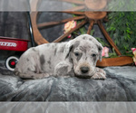 Small Photo #28 Great Dane Puppy For Sale in SHELBY, OH, USA