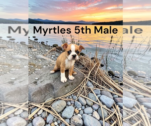 Medium Photo #1 Boston Terrier Puppy For Sale in EWING, KY, USA