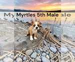 Image preview for Ad Listing. Nickname: Myrtles litter