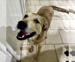 Cash - Male Anatolian Shepherd-Unknown Mix Dog for Adoption - Photo #6
