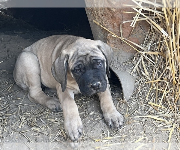 Medium Photo #10 Mastiff Puppy For Sale in WARDEN, WA, USA
