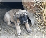 Small Photo #10 Mastiff Puppy For Sale in WARDEN, WA, USA