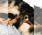 Puppy Sweet girl Pomeranian