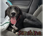 Small Photo #4  Puppy For Sale in , 