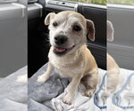 Small #2 Mutt