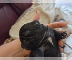Small #27 Pug