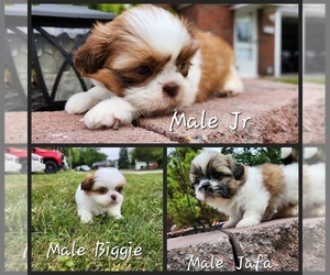 Shih Tzu Puppy for sale in ROSEVILLE, MI, USA