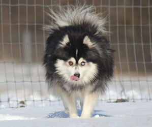 Father of the Pomsky puppies born on 04/01/2025