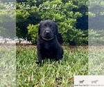 Small Photo #3 Labrador Retriever Puppy For Sale in SEGUIN, TX, USA