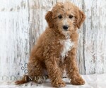 Small #3 Goldendoodle (Miniature)