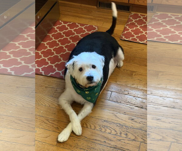 Medium Photo #3 Mutt Puppy For Sale in Brooklyn Center, MN, USA