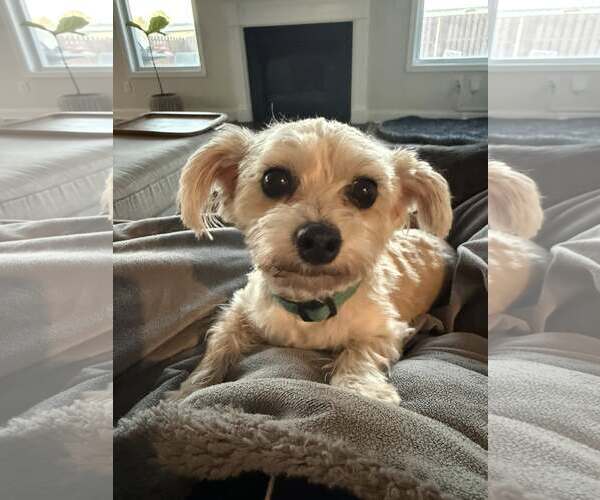 Medium Photo #1 Mutt Puppy For Sale in Greenville, SC, USA