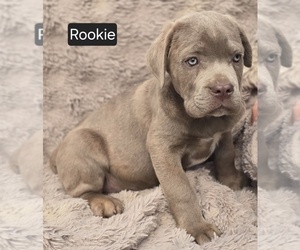 Cane Corso Puppy for sale in MINERAL WELLS, WV, USA