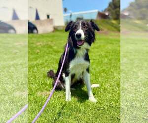 Border Collie-Unknown Mix Dogs for adoption in Paso Robles, CA, USA