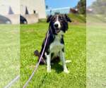 Small Border Collie Mix
