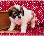 Small Photo #13 Saint Berdoodle Puppy For Sale in WAKARUSA, IN, USA