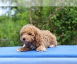 Small #9 Poodle (Toy)