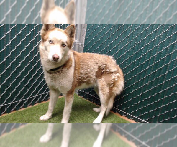 Medium Photo #1 Siberian Husky Puppy For Sale in Downey, CA, USA
