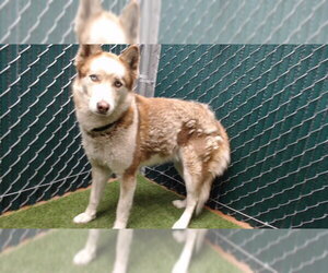 Siberian Husky Dogs for adoption in Downey, CA, USA