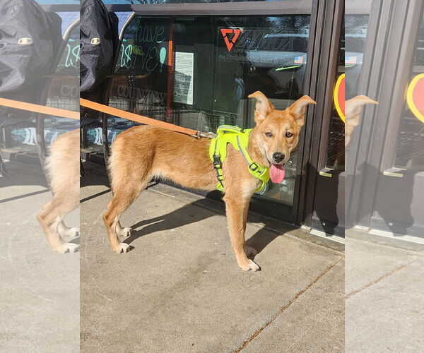 Medium Photo #2 Mutt Puppy For Sale in Dallas, TX, USA