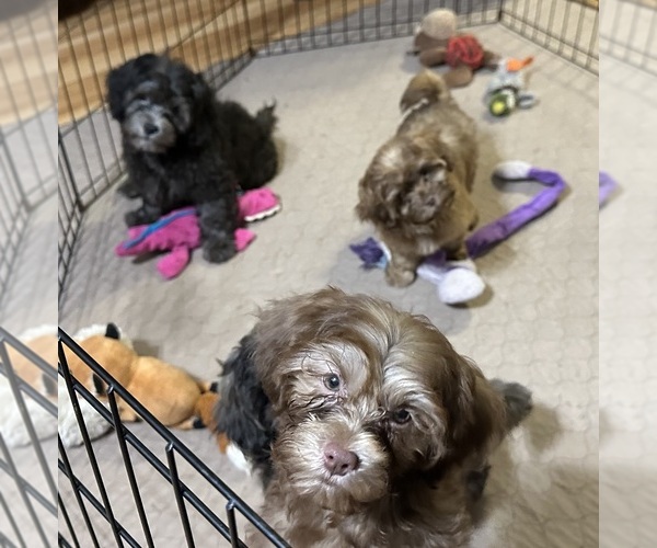 Medium Photo #6 ShihPoo Puppy For Sale in GLOUCESTER, VA, USA