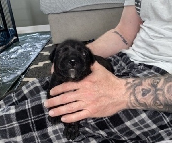 Medium Photo #9 Cane Corso Puppy For Sale in HORACE, ND, USA