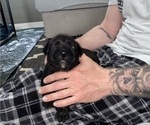 Small #8 Cane Corso