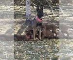 Small Photo #1 Belgian Malinois Puppy For Sale in EPHRATA, WA, USA