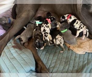 Great Dane Puppy for sale in SAN ANDREAS, CA, USA