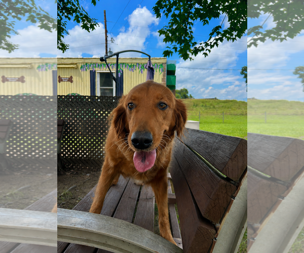 Medium Photo #5 Golden Retriever Puppy For Sale in Pacolet, SC, USA
