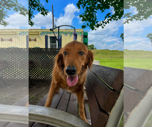 Rose Golden Jul 26 - Female Golden Retriever Dog for Adoption - Photo #5