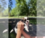 Puppy Gizmo Shih Tzu