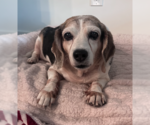 Small #2 Beagle