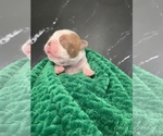 Puppy Aragorn AKC Boston Terrier