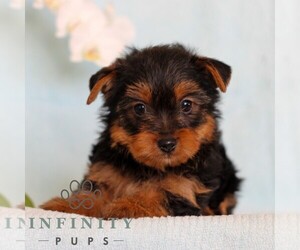 Yorkshire Terrier Puppy for sale in REINHOLDS, PA, USA
