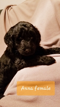 Medium Photo #1 Labradoodle-Poodle (Standard) Mix Puppy For Sale in BOULDER, WY, USA