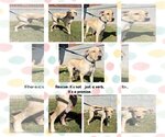 Small Photo #5 Labrador Retriever-Unknown Mix Puppy For Sale in Mount Pleasant, SC, USA