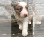 Small Photo #12 Australian Shepherd Puppy For Sale in ARBA, IN, USA