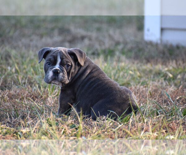 Medium Photo #1 English Bulldog Puppy For Sale in DEWITT, VA, USA