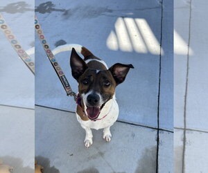 Jack Russell Terrier Dogs for adoption in Lancaster, PA, USA