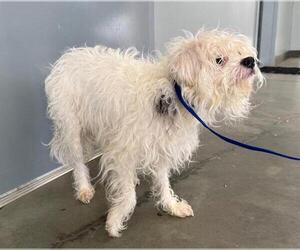 Maltese Dogs for adoption in San Martin, CA, USA