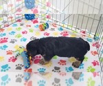 Small #7 Yorkshire Terrier