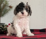 Small #2 Cockapoo (Miniature)