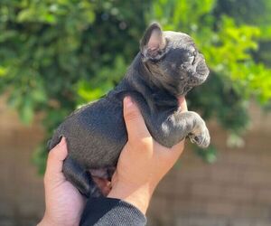 French Bulldog Puppy for sale in WEST COVINA, CA, USA