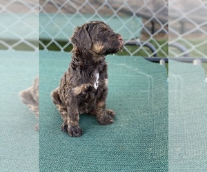 Goldendoodle Puppy for Sale in ABILENE, Texas USA