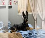 Small #1 German Shepherd Dog Mix