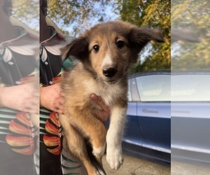 Shetland Sheepdog Puppy for sale in LEXINGTON, NC, USA