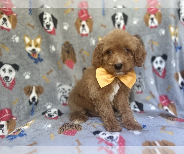 Medium Photo #1 Cavapoo Puppy For Sale in LAKELAND, FL, USA