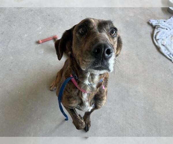 Medium Photo #1 Plott Hound-Unknown Mix Puppy For Sale in Oklahoma City, OK, USA